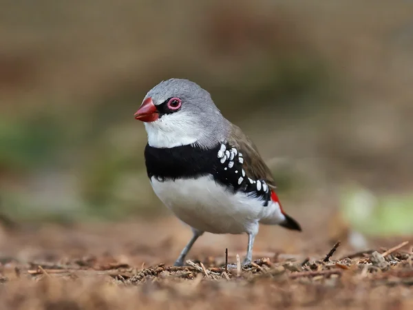 다이아몬드 firetail (stagonopleura guttata) — Zdjęcie stockowe