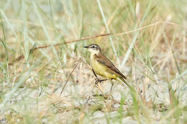 Cauda amarela ocidental (Motacilla flava ) — Fotografia de Stock