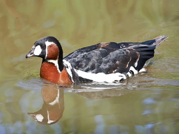 Husa červená (Branta ruficollis) — Stock fotografie