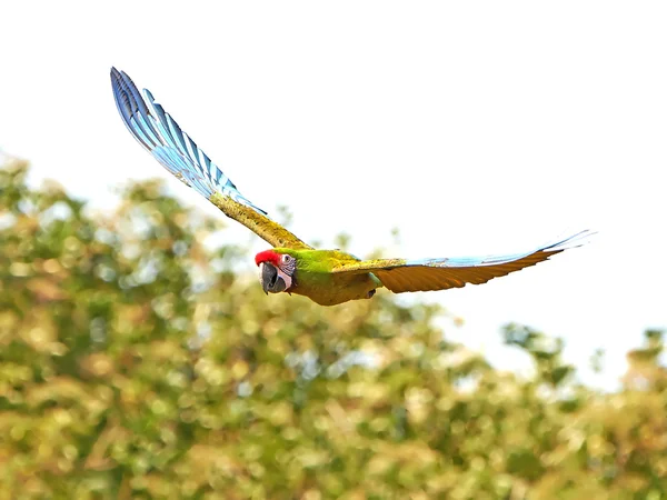 ミドリコンゴウインコ (Ara の軍国主義) — ストック写真