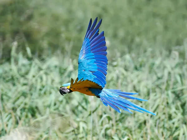 Arara azul e amarela (Ara ararauna ) — Fotografia de Stock