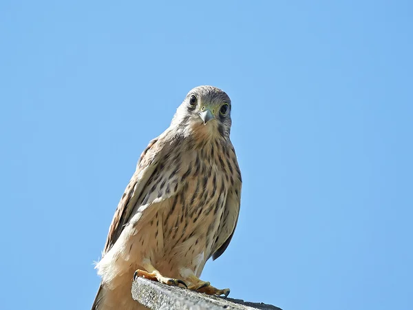 Cestrel común (Falco tinnunculus) — Foto de Stock