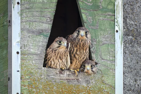 Gheppio comune (Falco tinnunculus) — Foto Stock