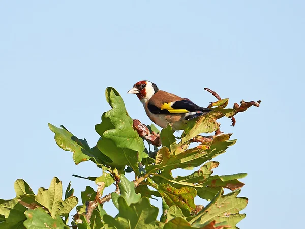 Chardonneret rouge (Carduelis carduelis)) — Photo