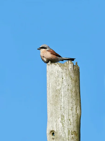 Shrike de apoio vermelho (Lanius collurio ) — Fotografia de Stock