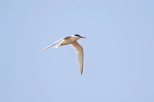 Pequeño Tern (Sternula albifrons ) — Foto de Stock