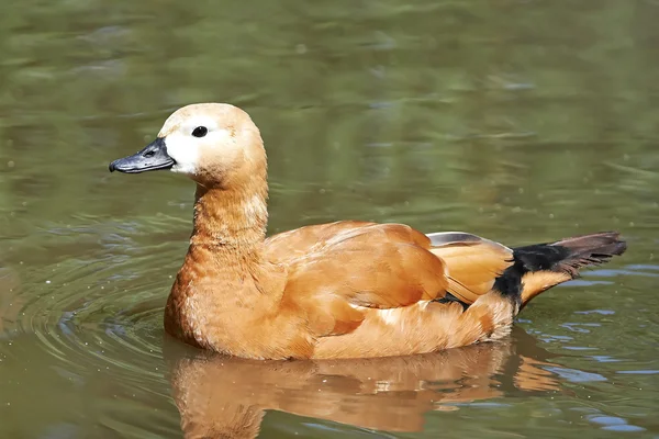 Červený Shelduck (Tadorna ferruginea) — Stock fotografie