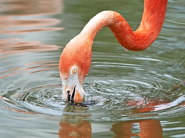 Amerikanischer Flamingo (phoenicopterus ruber)) — Stockfoto