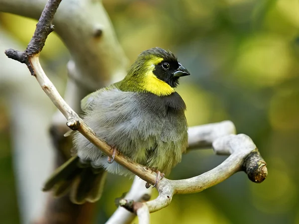 Кубинский луг (Tiaris canorus ) — стоковое фото