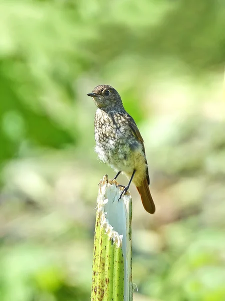 Enrojecimiento frecuente (Phoenicurus phoenicurus) —  Fotos de Stock