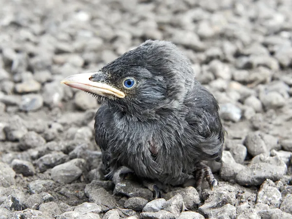 Kavka obecná (corvus monedula) — Stock fotografie