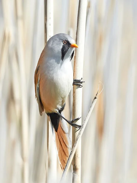 Sýkořice vousatá (panurus biarmicus) — Stock fotografie