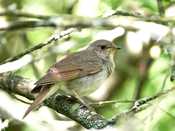 Thrush Nightingale (Luscinia luscinia) — Stock Photo, Image