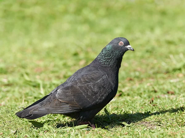 Pigeon sauvage (Columba livia) ) — Photo