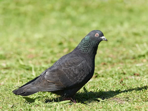 Dziki gołąb (columba livia) — Zdjęcie stockowe