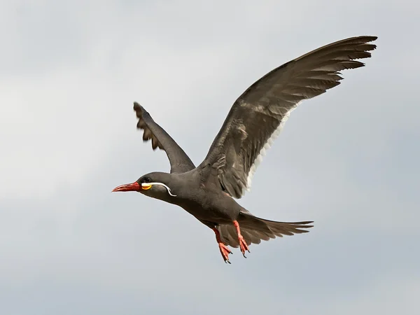 Inca Tern (Larosterna inca) — Stock Photo, Image