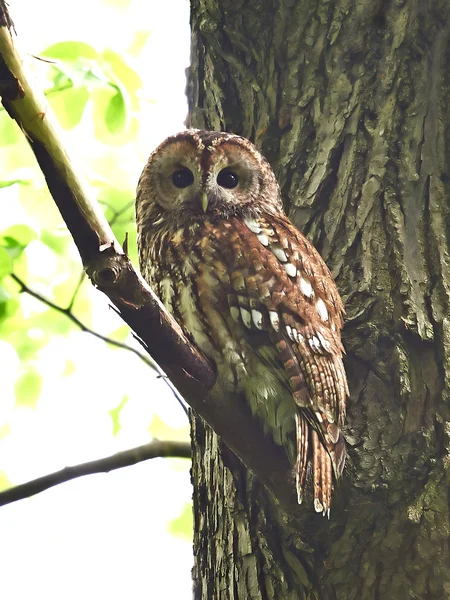 Búho Tawny (Strix aluco ) — Foto de Stock