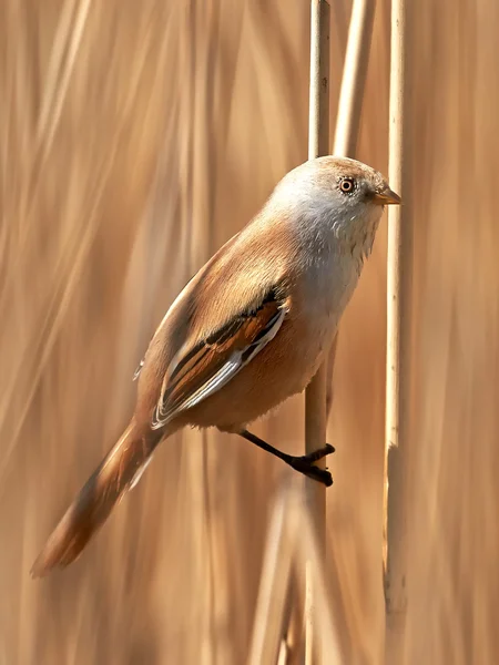 Sýkořice vousatá (panurus biarmicus) — Stock fotografie