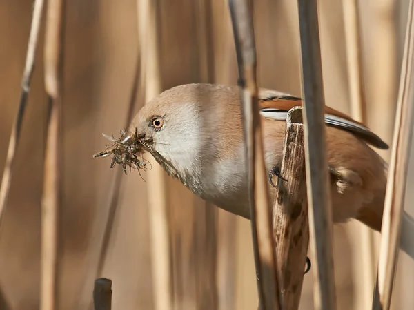 大胡子的 reedling (panurus biarmicus) — 图库照片