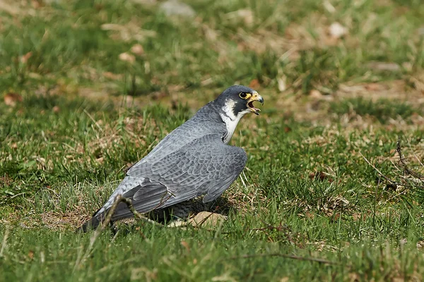 Halcón gerifalte (falco rusticolus) — Foto de Stock