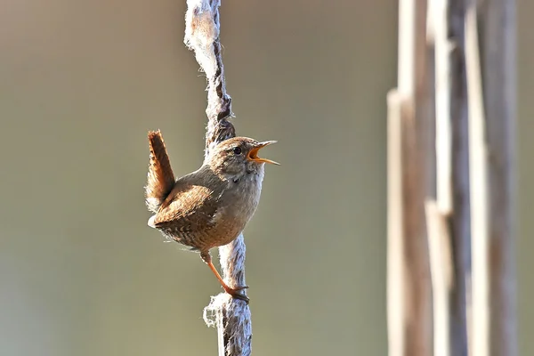 Eurasian Wren (Troglodytes troglodytes) — Stock Photo, Image