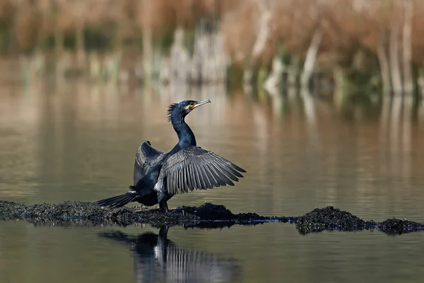 Великий баклажан (Phalacrocorax carbo ) — стокове фото