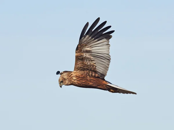 Harrier del pantano occidental (Circus aeruginosus ) —  Fotos de Stock