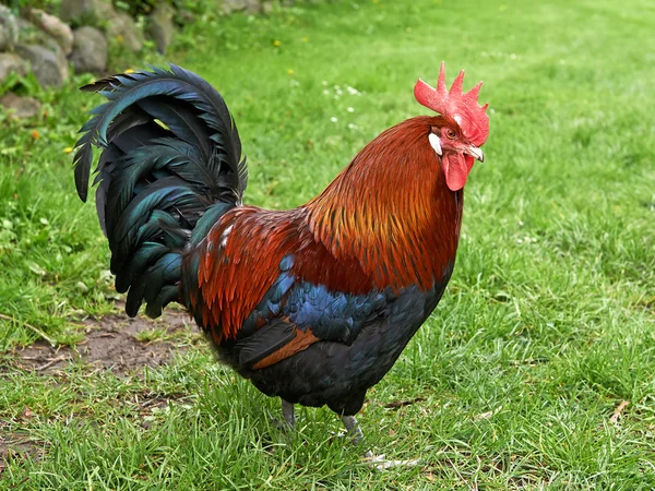 Domestic rooster Stock Image