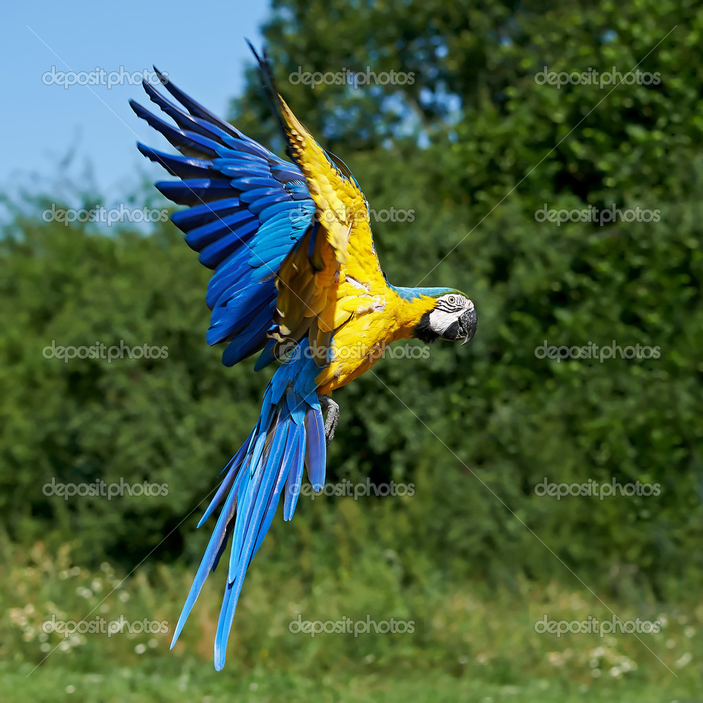 vase eksperimentel mørke Blue and yellow Macaw (Ara ararauna) Stock Photo by ©DennisJacobsen 51534995