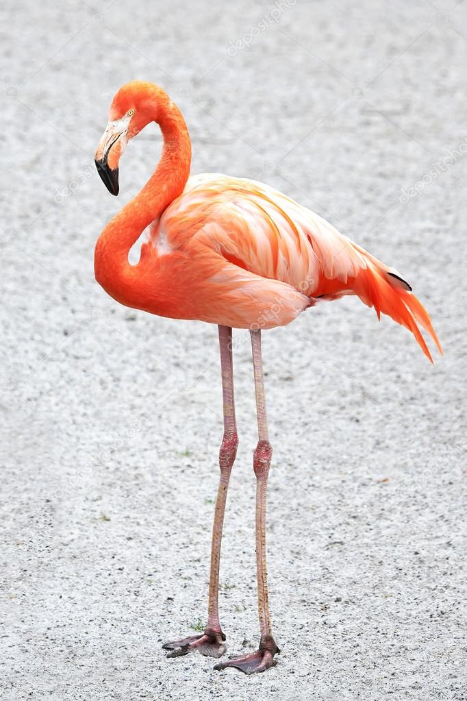 american flamingo color american flamingo color