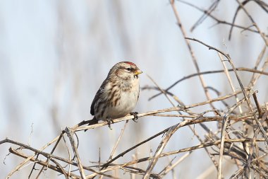 ortak redpoll (carduelis flammea)
