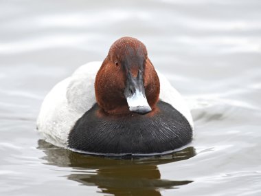 Ortak pakta (Aythya ferina)