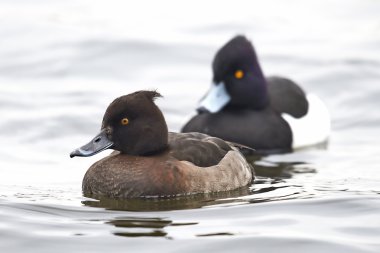 Ördek (Aythya fuligula)