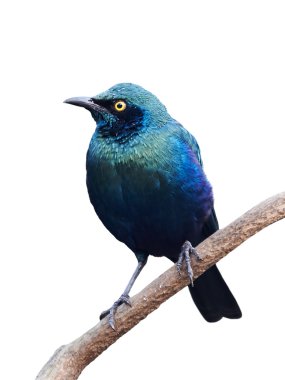 Cape sığırcık (lamprotornis nitens)