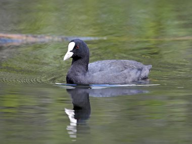 Avrasya Ördeği (Fulica atra)