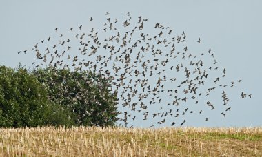Sığırcık (Sturnus vulgaris))