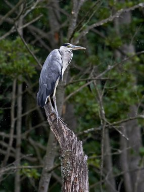 Gri Heron (Ardea cinerea)
