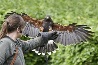 Harris Hawk (Parabuteo unicinctus)