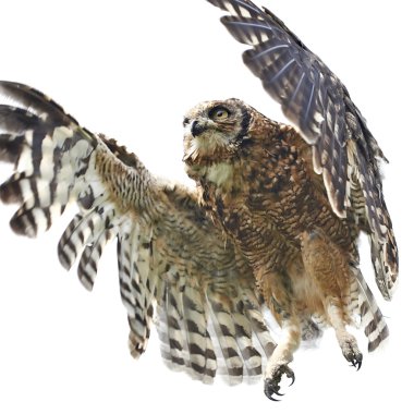 Benekli kartal baykuş (Bubo africanus)