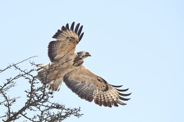 yaygın akbaba (Buteo buteo)