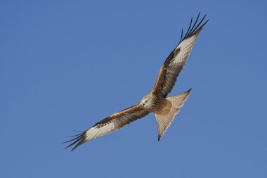 Kırmızı Uçurtma (Milvus milvus)