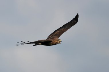 yaygın akbaba (Buteo buteo)