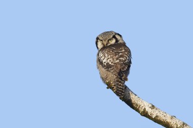 Kuzey Şahin kuşu (surnia ulula)