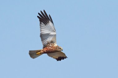 Batı marsh harrier (sirk aeruginosus)
