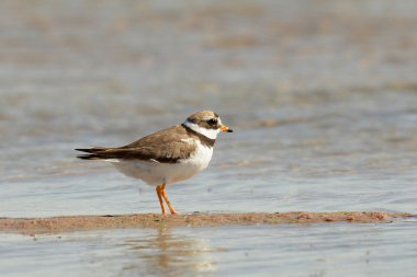 Plevier (charadrius hiaticula)