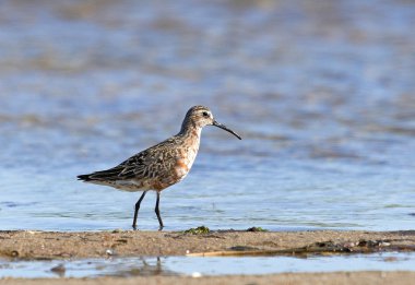 Kızıl kum kuşu (calidris ferruginea)
