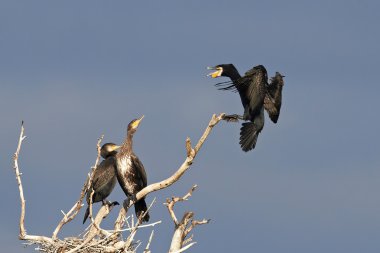 Büyük Karabatak (Phalacrocorax karbo)