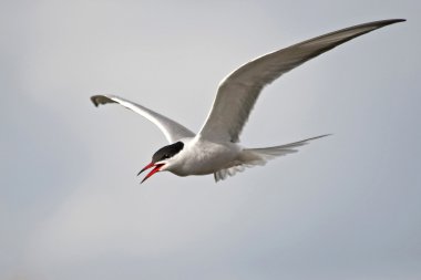 Genel Tern (Sterna hirundo)