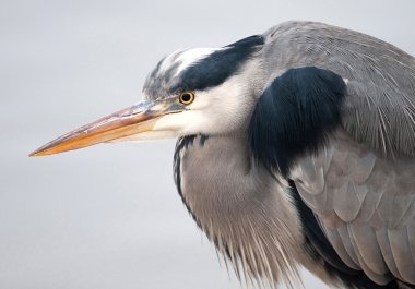 Gri Heron (Ardea cinerea)