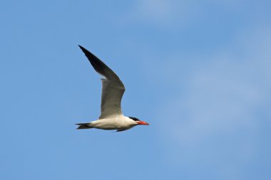 Hazar Deniztarağı (Hidroprogne Caspia)